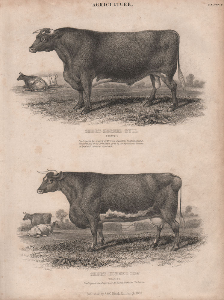 Agriculture. Short-Horned Bull Phoenix. Short-Horned Cow Charity BRITANNICA 1860